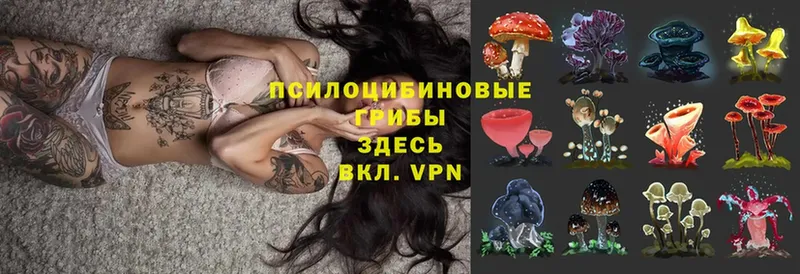 Псилоцибиновые грибы Psilocybe  мега ссылка  Злынка 